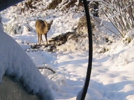 Chevreuil au Beillard - Photo F.GUYOT